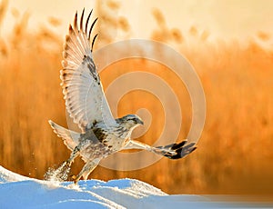 Upland Buzzard