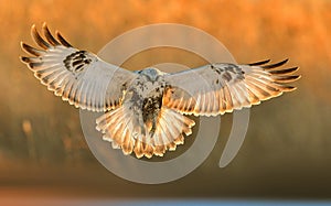 Upland Buzzard