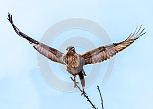 The Upland Buzzard