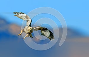 Upland Buzzard