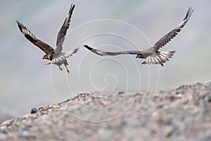 Upland buzzard flying