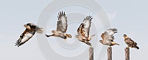 Upland buzzard takeoff