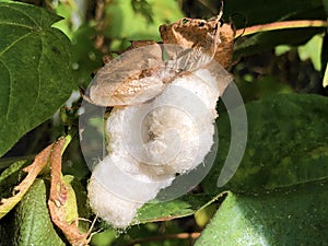 Upland cotton Gossypium hirsutum, Mexican cotton or Upland-Baumwolle