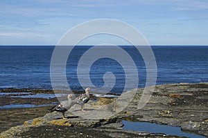 Upland Geese on Bleaker Island