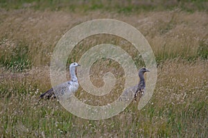 Upland Geese Chloephaga picta in a meadow.