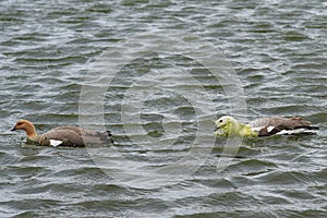 Upland Geese Courtship - Falkland Islands