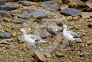 Upland Geese in the Falkland Islands