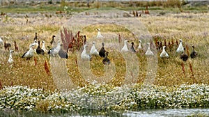 Upland Geese and Falklands