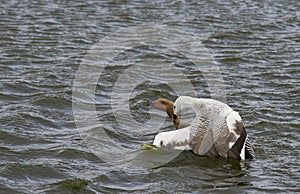 Upland Geese Mating - Falkland Islands