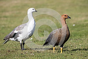 Upland Goose