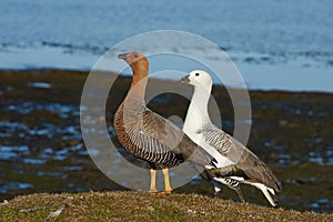 Upland Goose