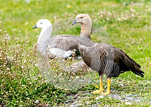 The Upland goose