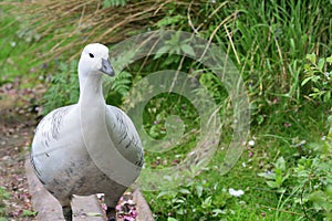 Upland goose chloephaga picta