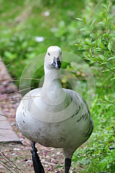 Upland goose chloephaga picta