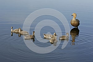 Upland goose, Chloephaga picta