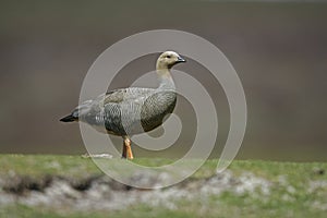 Upland goose, Chloephaga picta