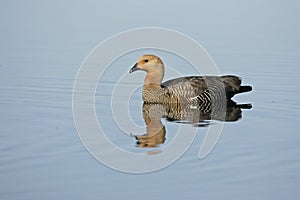 Upland goose, Chloephaga picta