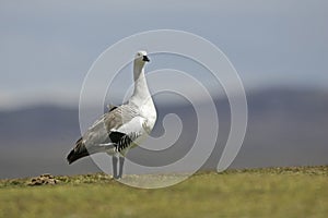 Upland goose, Chloephaga picta