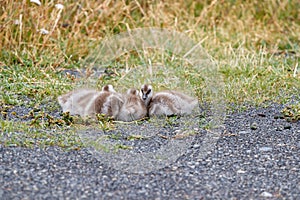 Upland goose, Chloephaga picta, bunch of baby chicks cuddling together, Patagonia, Argentina