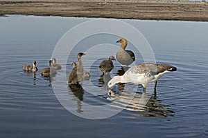 Upland goose, Chloephaga picta photo