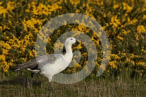 Upland Goose (Chloephaga picta leucoptera)