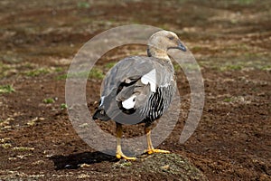 Upland Goose Female