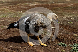 Upland Goose Female