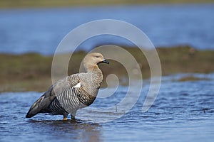 Upland Goose on a fresh water pond on Bleaker Island