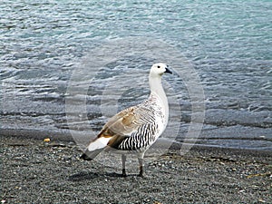 Upland Goose or Magellan Goose or Cauquen, Torres del Paine Chile