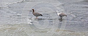 Upland goose or Magellan Goose Chloephaga picta