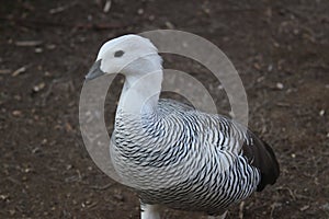 Upland goose or Magellan Goose Chloephaga picta 2