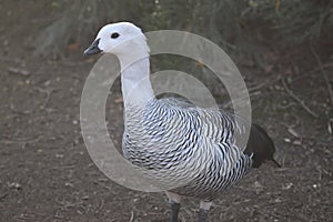 Upland goose or Magellan Goose Chloephaga picta 3