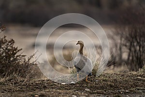 upland goose, magellan goose, chloephaga picta