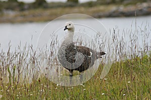 Upland goose or Magellan Goose Chloephaga picta