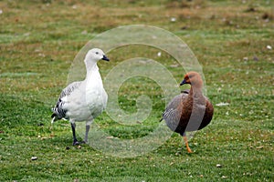 Upland goose or Magellan goose, Falkland Islands, Malvinas