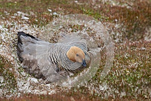 Upland Goose on a Nest - Falkland Islands