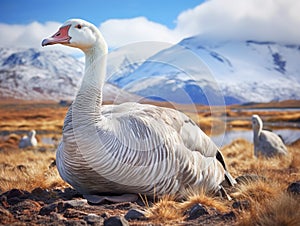 Upland Goose in Patagonia