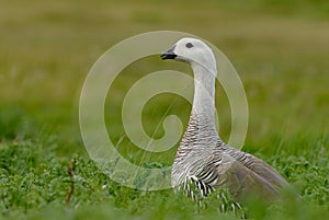 Upland Goose in Patagonia