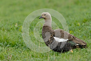 Upland Goose in Patagonia