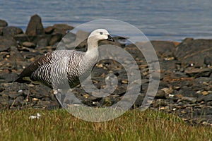 Upland goose, Tierra del Fuego, Argentina