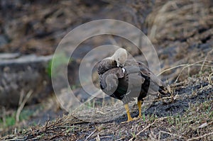 Upland goose in the Torres del Paine National Park.