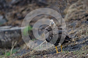 Upland goose in the Torres del Paine National Park.