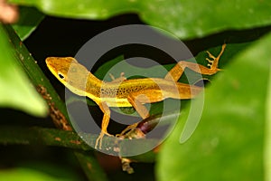 Upland Grass Anole (Anolis krugi)