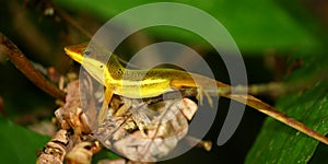 Upland Grass Anole (Anolis krugi)