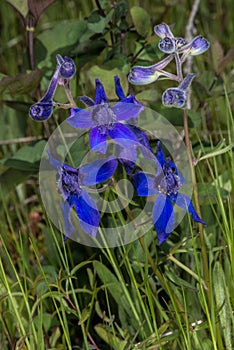 Upland Larkspur Flowers