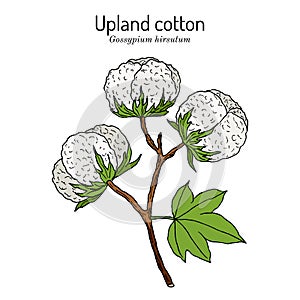 Upland or Mexican cotton Gossypium hirsutum