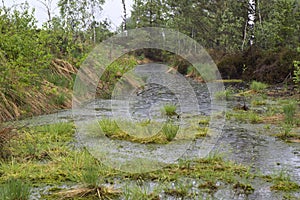 Upland moor in Southern Bavaria, Germany