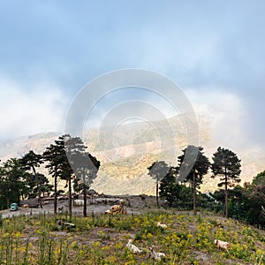 Upland pasture in Nebrodi Mountains in Sicily