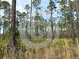 Upland Pine Habitat of Chesser Island, Okefenokee Swamp National Wildlife Refuge, Georgia