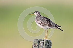 Upland Sandpiper photo